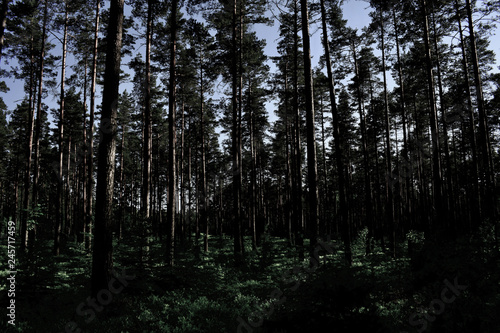 The Swedish forests in Western Gotland