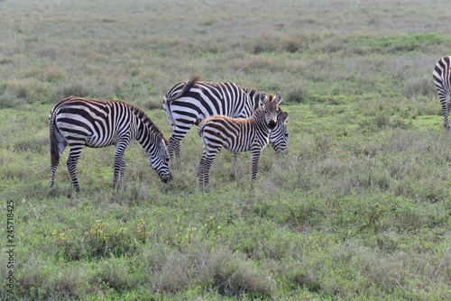 Zebra family on the savanna