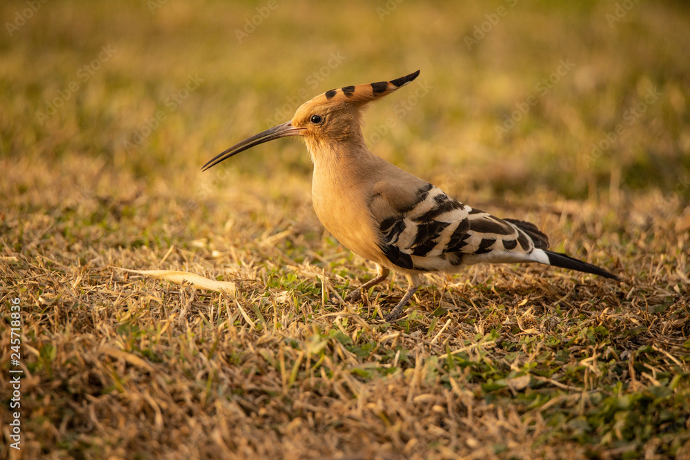 hoopoe looking for food hoopoe looking for food
