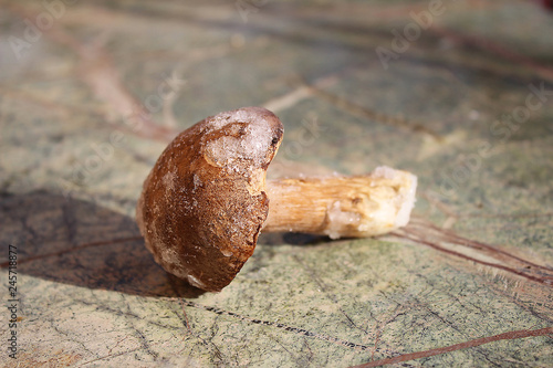 Little frozen Edulis Boletus mushroom on the table