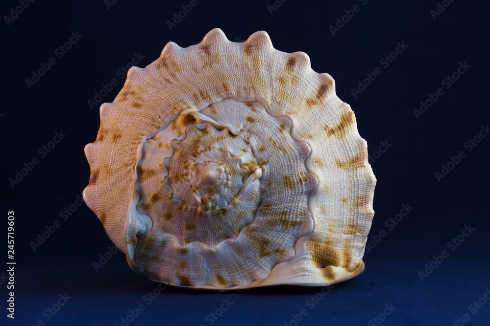 You are sea dweller, I knew ... You are sea dweller, I knew ...