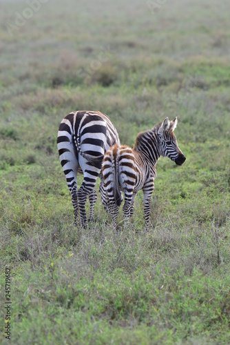 Zebra mom with kid © Bjrn