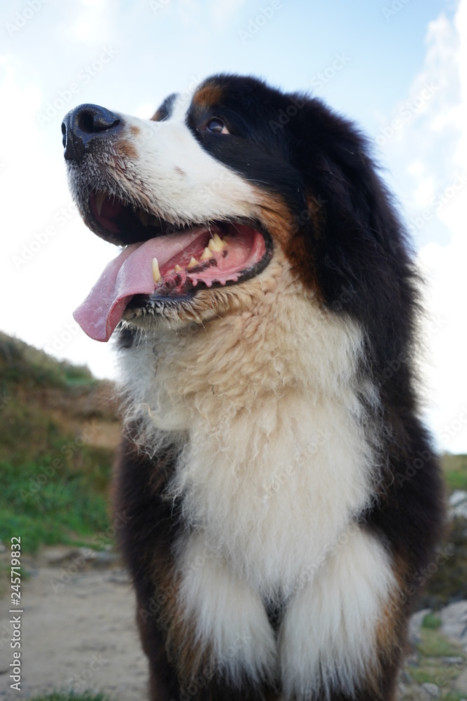 Portrait of a Bernese Mountain Dog, beach in the background 