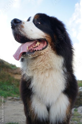Portrait of a Bernese Mountain Dog, beach in the background  © Kriste