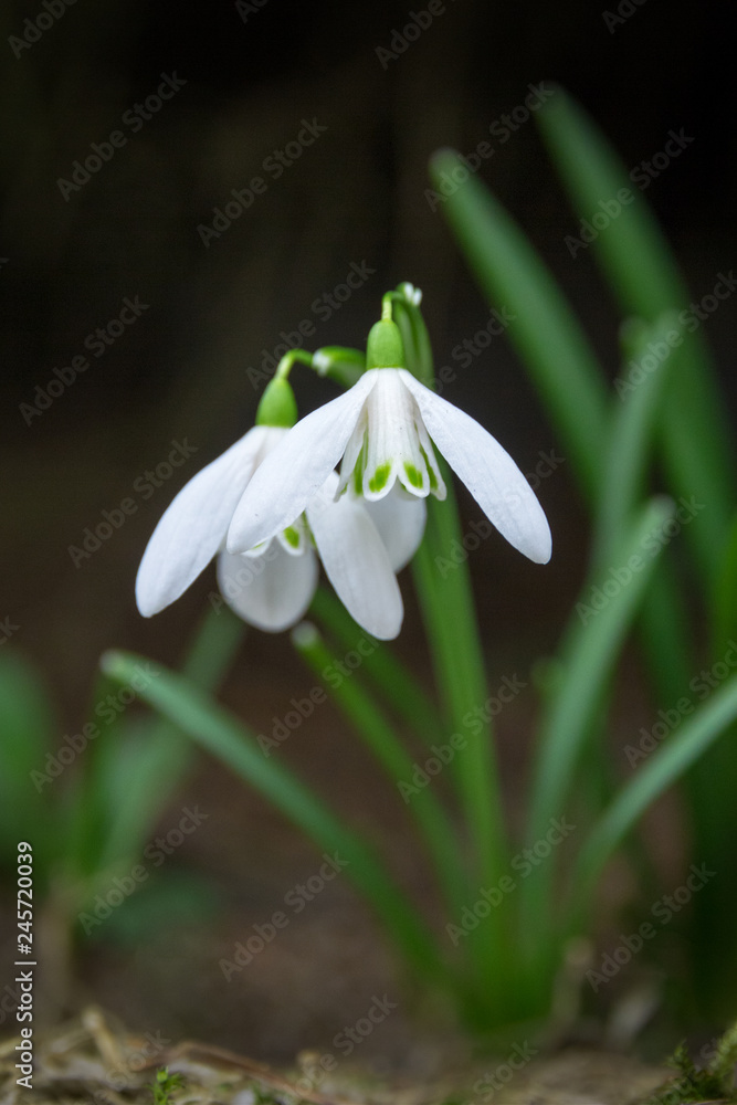 Snowdrops on a dark blurred background. Snowdrops on a dark blurred background.
