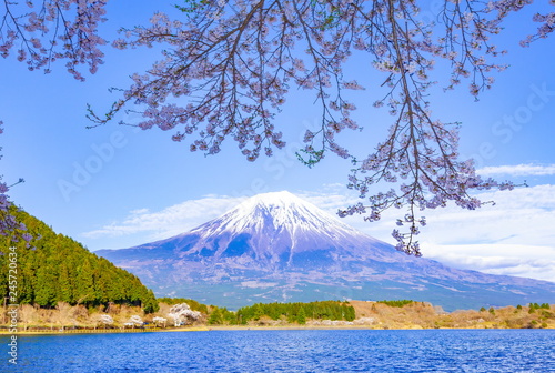 富士山と桜、静岡県富士宮市田貫湖にて © photop5