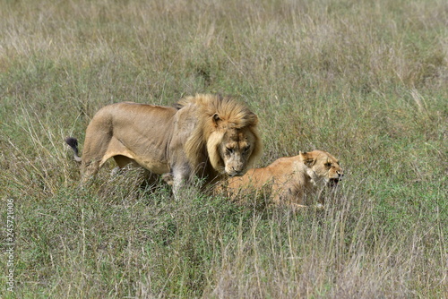 A Lion Couple Playing  mating 
