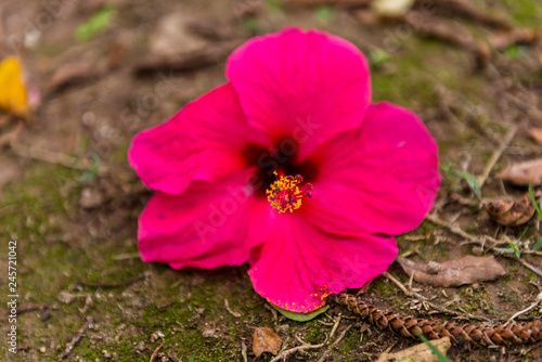 JARDIM FLORES TROPICAIS