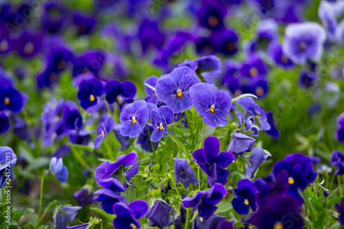 Violas or Pansies Closeup in a Garden. Gardening.
