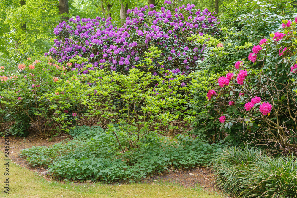 Rhododendron im Garten