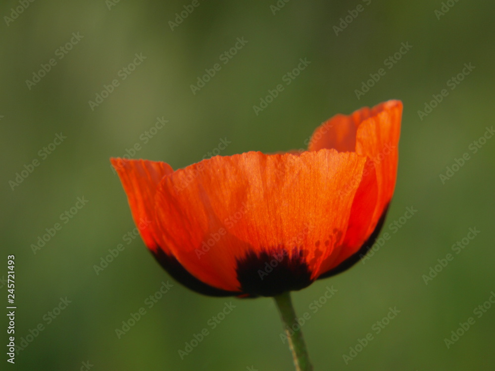 Fototapeta premium poppy at sunrise
