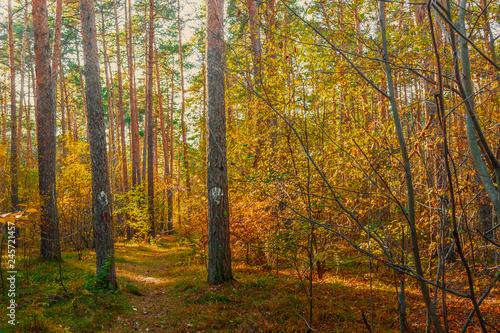 autumn in the forest © Александр Лапушкин