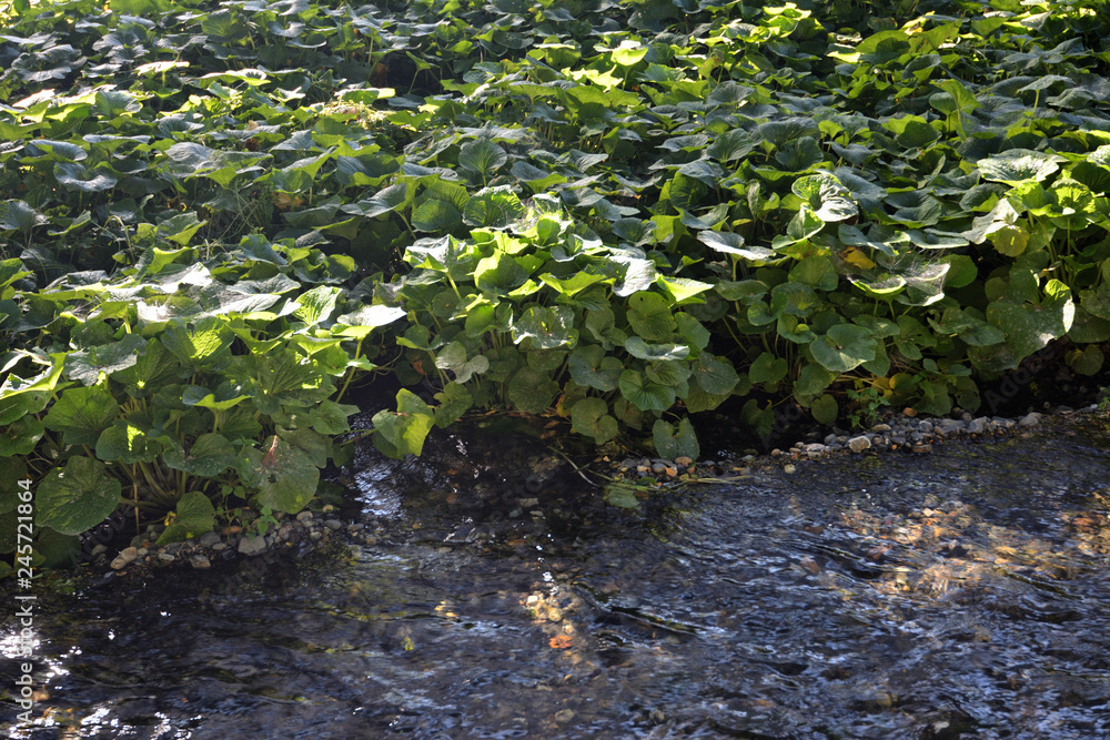 Japanese horseradish, Wasabi plant Azumino, Nagano, Japan Stock Photo