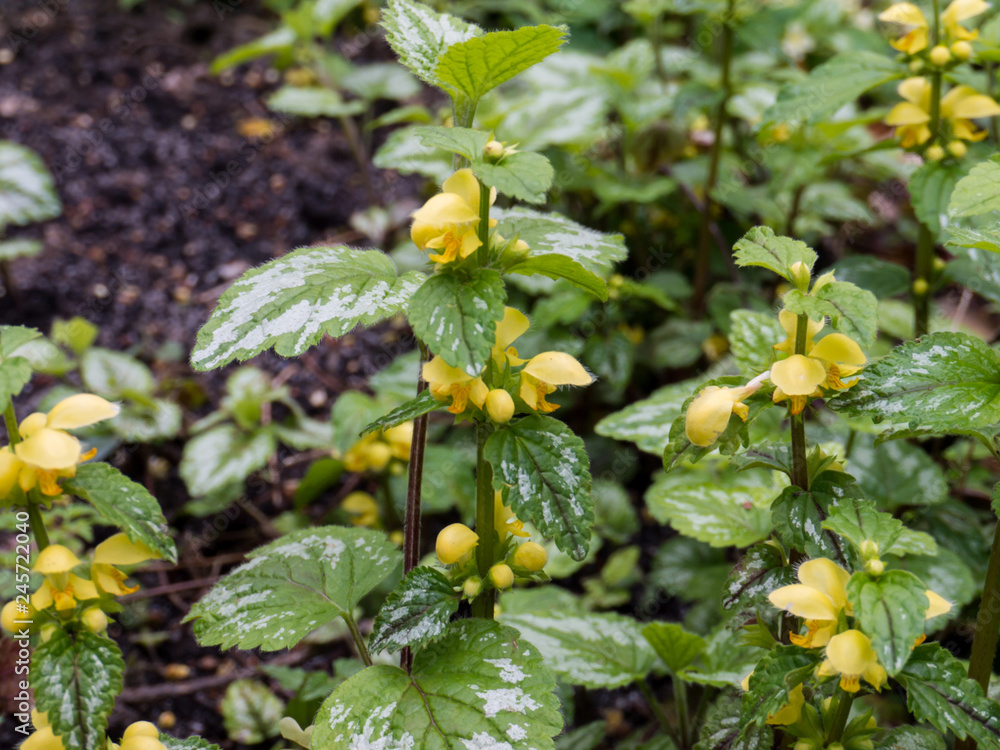 Lamium galeobdolon flowering plant in the spring forest. Lamium galeobdolon flowering plant in the spring forest.