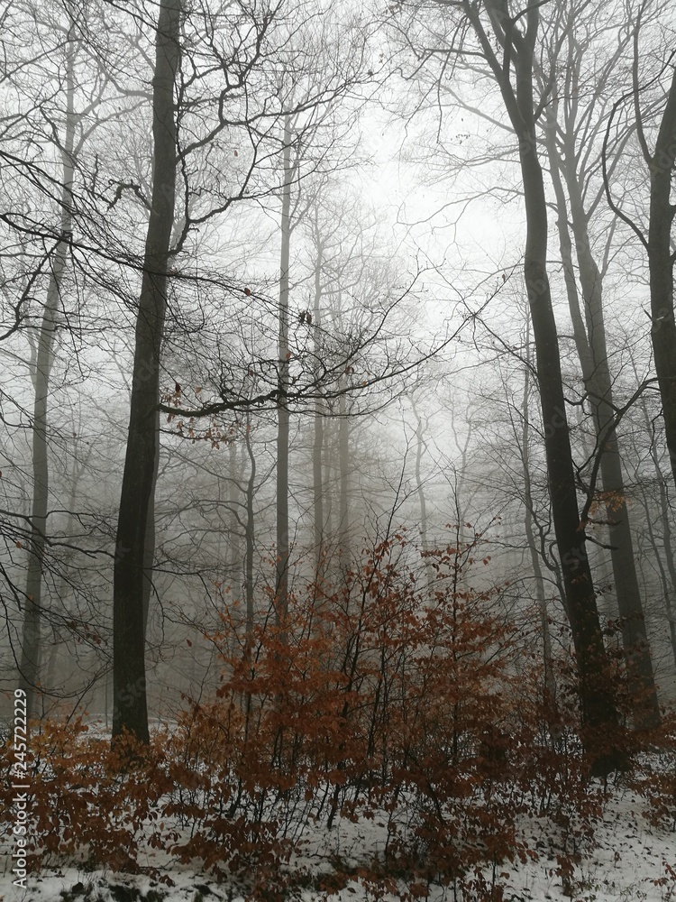 Nebel und roter Busch im winterlichen Taunus Nebel und roter Busch im winterlichen Taunus