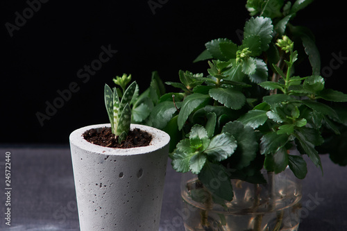 minimalist urban gardening or stylish interior background with various succulents. Selective focus