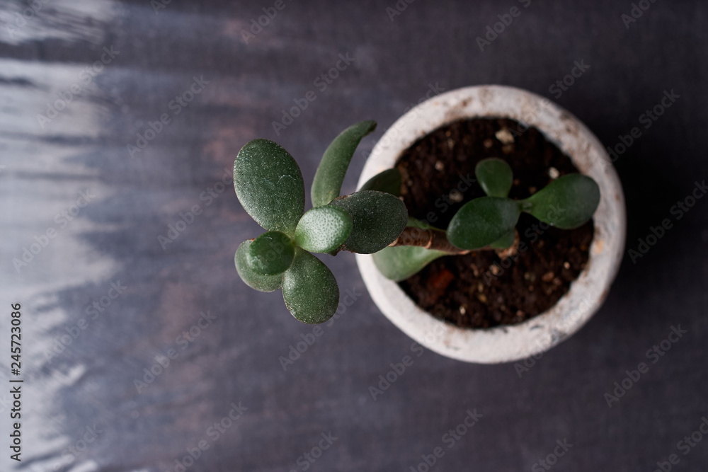 Naklejka premium minimalist urban gardening or stylish interior background with various succulents. Selective focus