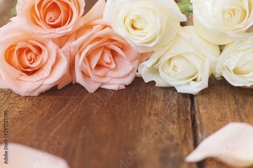 Beautiful and pink and white fresh rose on wood background  living coral tone  sweet valentine concept