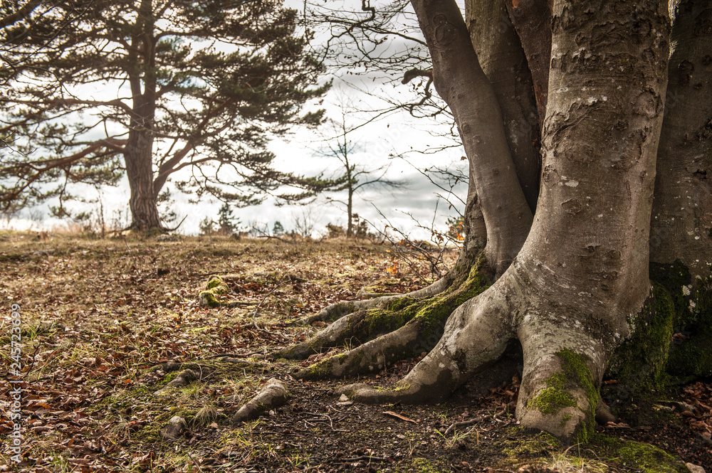 Mehrstämmiger Baum mit kräftigen Wurzeln vor Nadelbaumsilhouette Mehrstämmiger Baum mit kräftigen Wurzeln vor Nadelbaumsilhouette