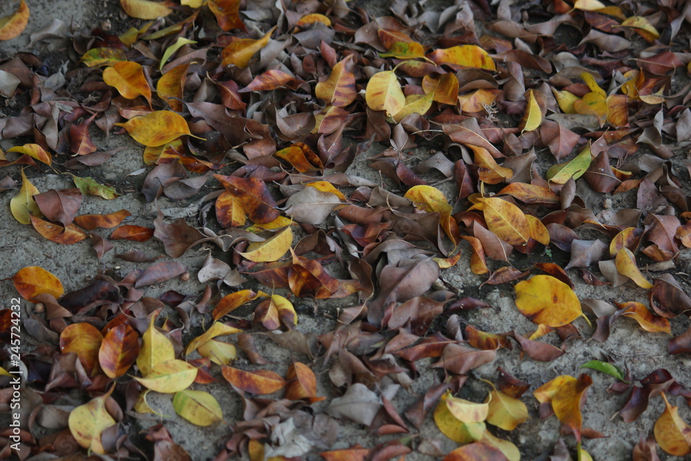 colors of autumn leaves colors of autumn leaves