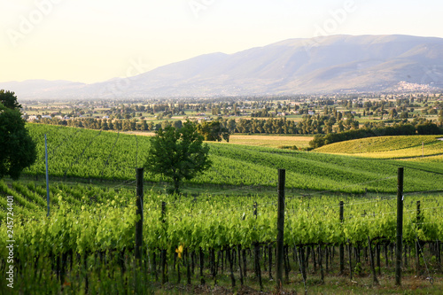 umbrian landscape, subasio mountain, hills and wineyards
