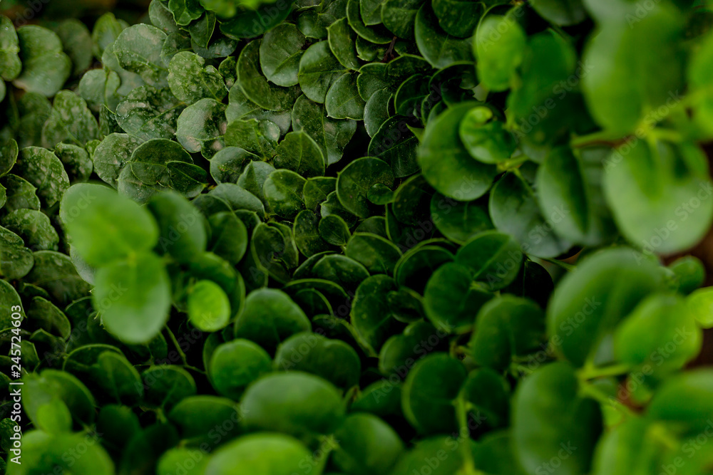 leaves texture on background, close up photo. summmer, spring concepts. the world of plants