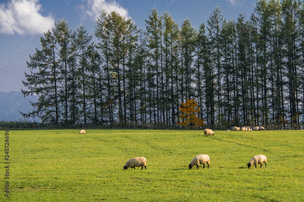 Obraz premium 美瑛の丘・パッチワークの丘とヒツジたち