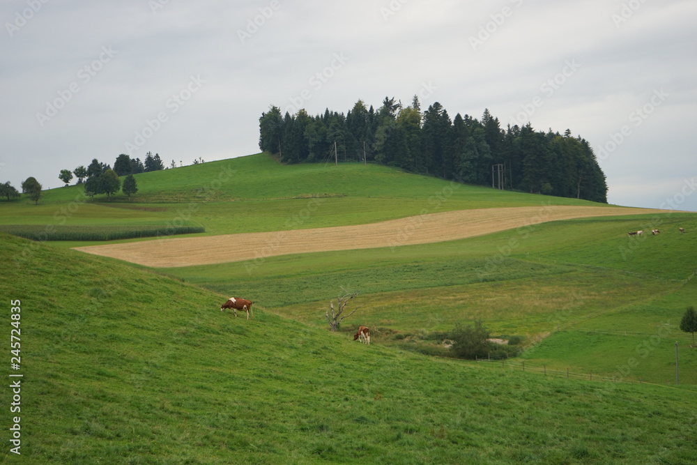 Hills covered in green grass, farm and a forest in the background, Emmental, Switzerland 
