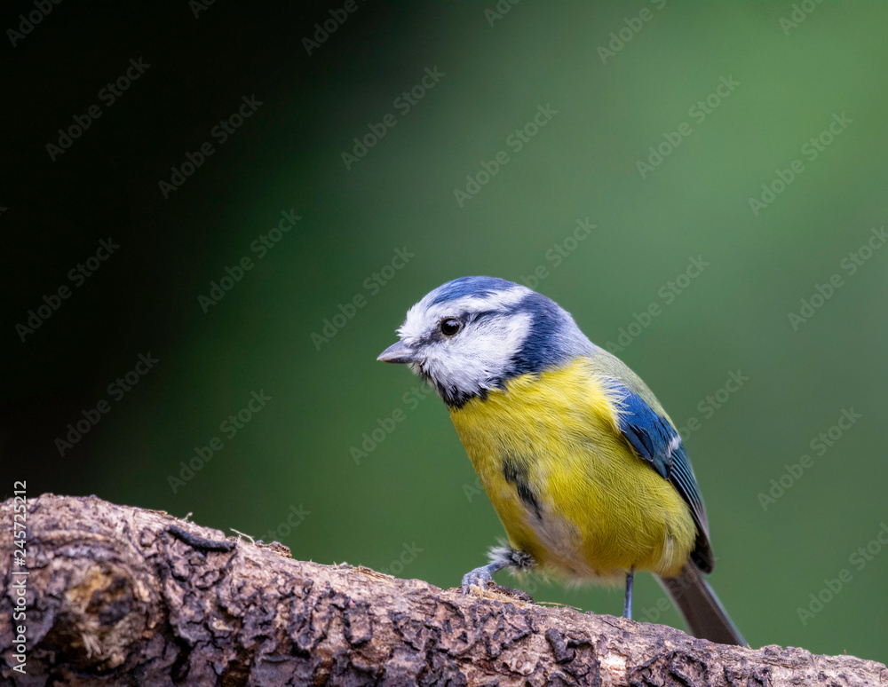 Obraz premium Blue Tit