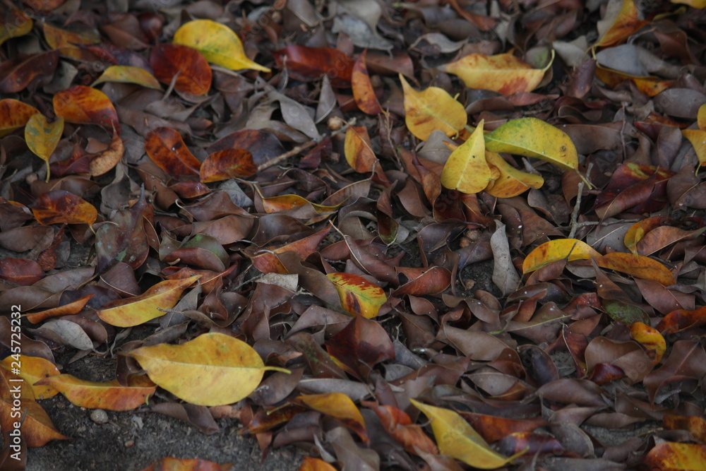 colors of autumn leaves colors of autumn leaves