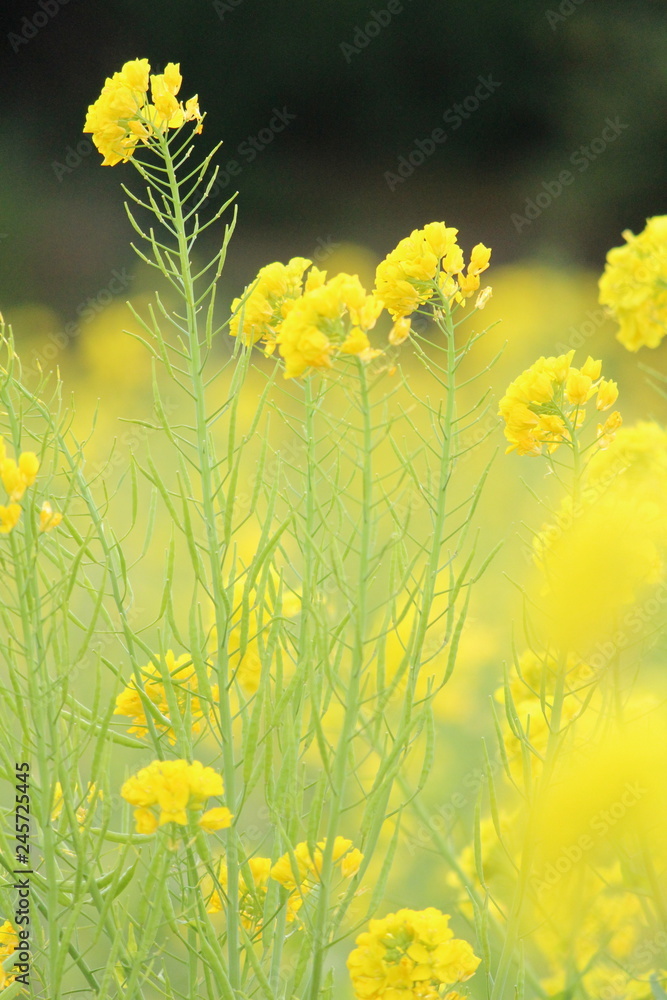 Obraz premium 南伊豆 日野の菜の花畑