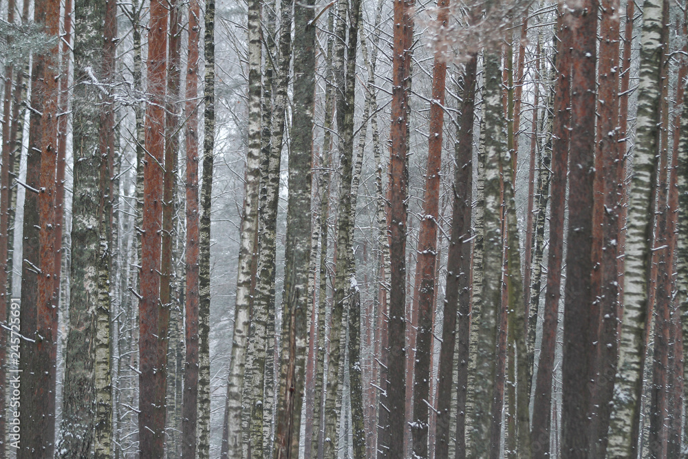 Beautiful cold winter white day with snow on trees. View of small village,countryside forest in winter season. Beautiful cold winter white day with snow on trees. View of small village,countryside forest in winter season.