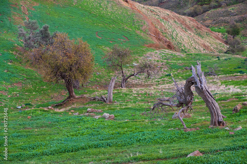 Trees on hills in Tylliria, Cyprus photo