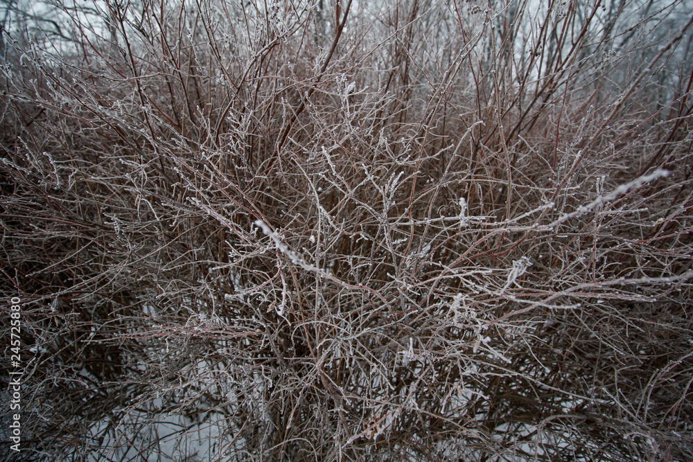 Winter frozen bush view.