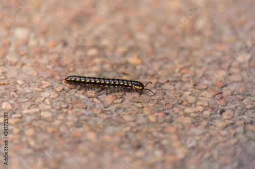 millipede crawling on wash-out concrete  in a black yellow color, animal macro photography 