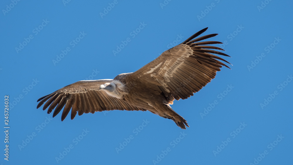 Fototapeta premium Buitre sobrevolando la Pedriza
