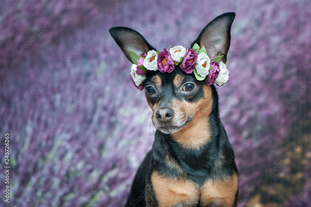 Funny puppy in a wreath of flowers on the background of a lavender field. Romantic image, lady dog, spring summer. Space for text Funny puppy in a wreath of flowers on the background of a lavender field. Romantic image, lady dog, spring summer. Space for text