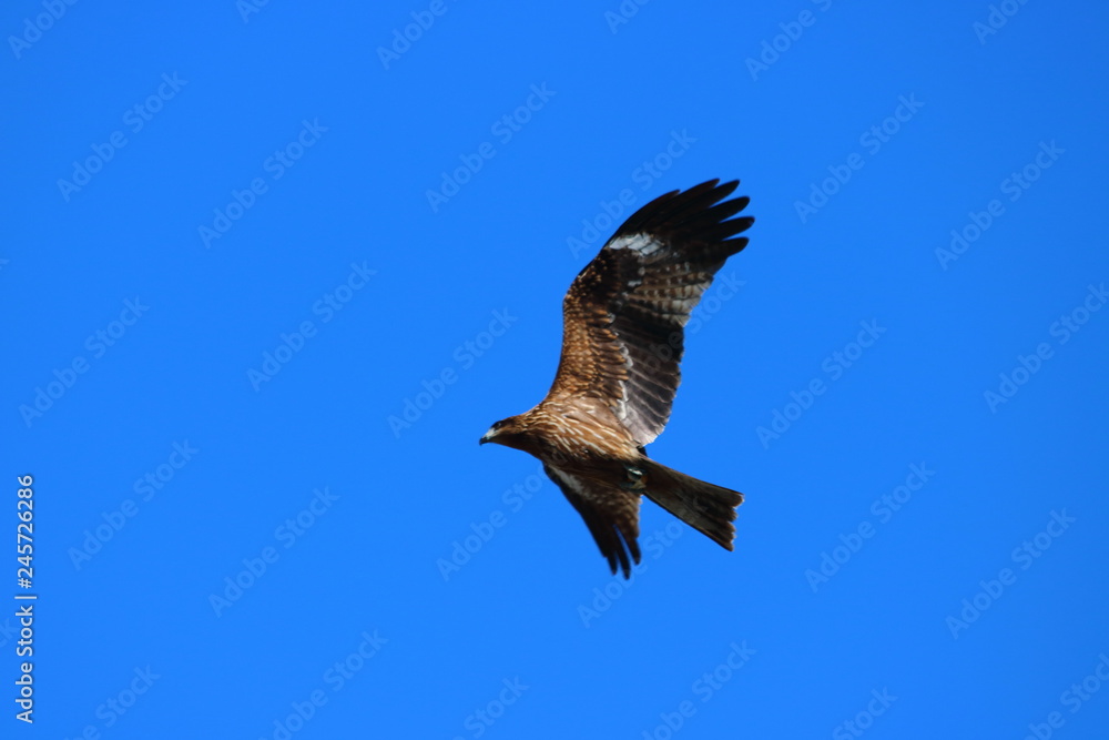 Obraz premium トンビ(鳶)