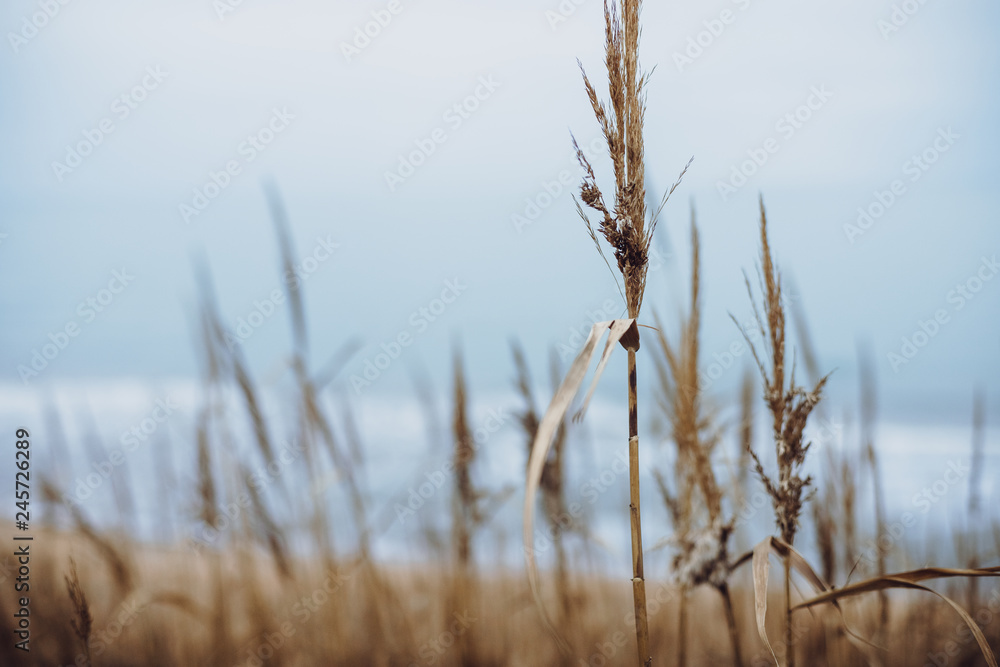 Fototapeta premium autumn color of vegetation