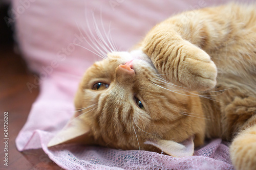 Close up orange American Shorthair cat playing on the floor make a playful gesture and blur a hand
