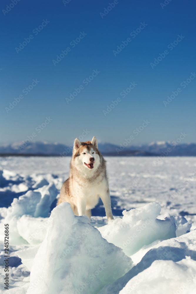 Beautiful Siberian husky dog standing on ice floe and snow on the frozen sea background. Beautiful Siberian husky dog standing on ice floe and snow on the frozen sea background.