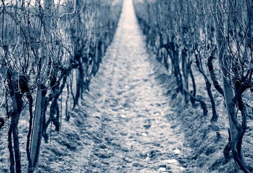 Old vine wineyard in winter photo