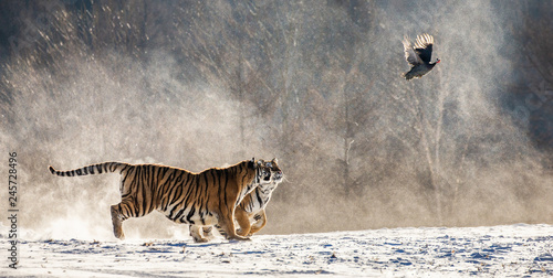 Siberian (Amur) tigers in a snowy glade catch their prey. Very dynamic shot. China. Harbin. Mudanjiang province. Hengdaohezi park. Siberian Tiger Park. Winter. Hard frost. (Panthera tgris altaica)