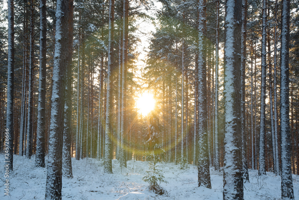 Naklejka premium Halo