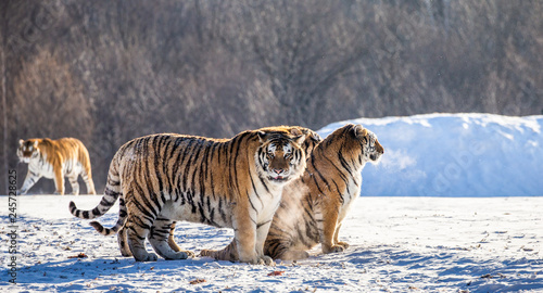 Pair of Siberian (Amur) tigers in a snowy glade. China. Harbin. Mudanjiang province. Hengdaohezi park. Siberian Tiger Park. Winter. Hard frost. (Panthera tgris altaica)