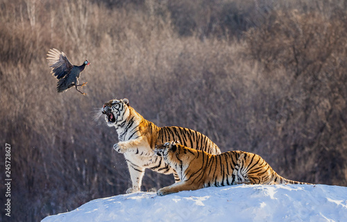 Two Siberian(Amur)  tigers stand on a snow-covered hill and catch prey. China. Harbin. Mudanjiang province. Hengdaohezi park. Siberian Tiger Park. Winter. Hard frost. (Panthera tgris altaica)