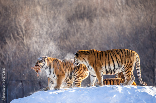 Two Siberian Amur   tigers stand on a snow-covered hill and catch prey. China. Harbin. Mudanjiang province. Hengdaohezi park. Siberian Tiger Park. Winter. Hard frost.  Panthera tgris altaica 