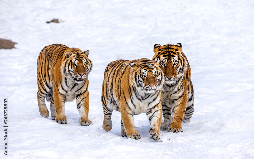 Three Siberian (Amur) tigers are walking in a snowy glade. China. Harbin. Mudanjiang province. Hengdaohezi park. Siberian Tiger Park. Winter. Hard frost. (Panthera tgris altaica)