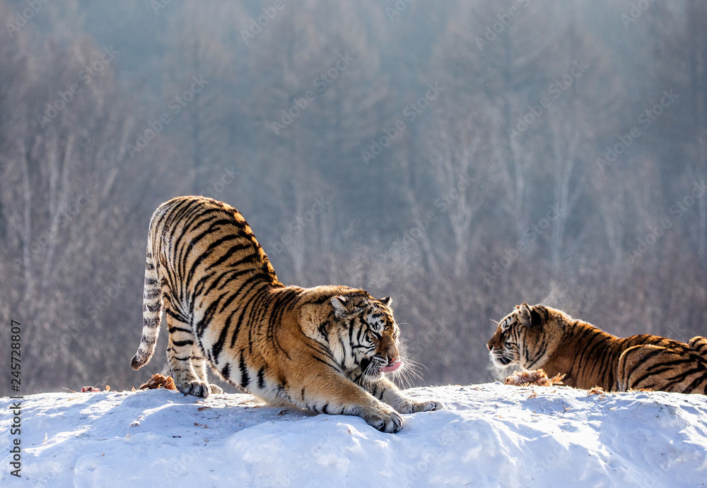 Fototapeta premium Tygrys syberyjski (amurski) rozciąga się stojąc na zaśnieżonej łące na tle zimowego lasu. Chiny. Harbin. Prowincja Mudanjiang. Park Hengdaohezi. Park Tygrysów Syberyjskich. (Panthera tgr