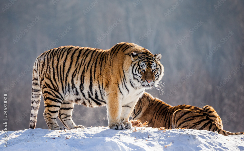 Naklejka premium Two Siberian (Amur) tigers on a snow-covered hill. China. Harbin. Mudanjiang province. Hengdaohezi park. Siberian Tiger Park. (Panthera tgris altaica)